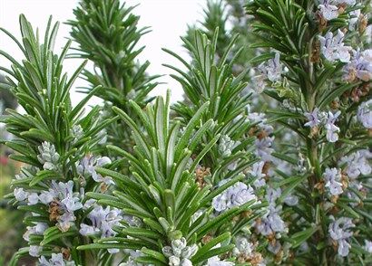 Розмарин лекарственный Блю Винтер/Rosmarinus officinalis Blue Winter Р1,5