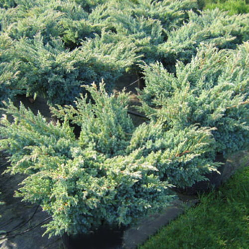 Можжевельник чешуйчатый Блю Свид/Juniperus squamata Blue Swede 40-60 С10/С15