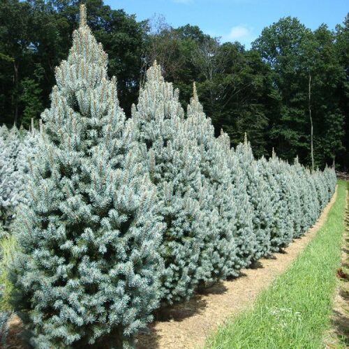 Сосна обыкновенная Фастигиата/Pinus sylvestris Fastigiata 160-180 С25/С35