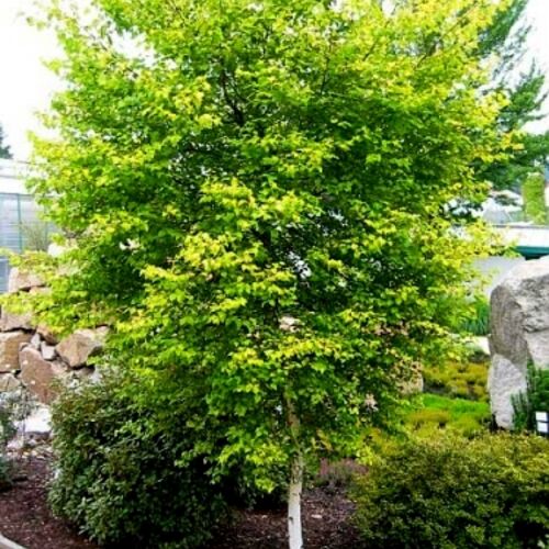 Береза пушистая Аурея/Betula pubescens Aurea 40-60 С7
