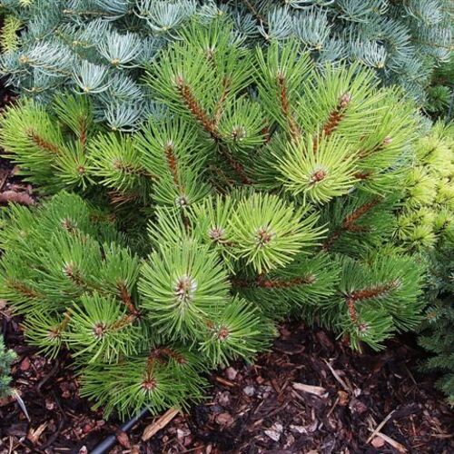 Сосна черная Смарагд/Pinus nigra Smaragd 30-40 C5