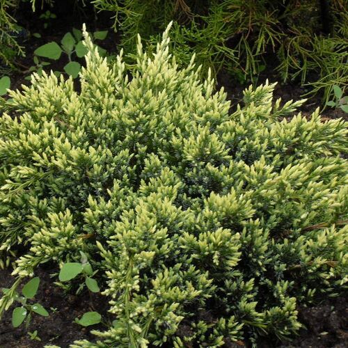 Можжевельник чешуйчатый Холджер/Juniperus squamata Holger 50-60 С10