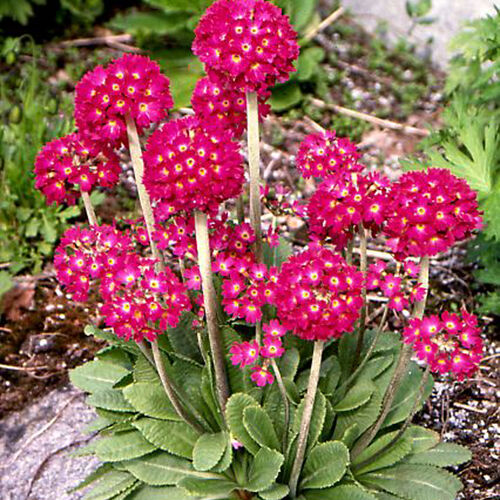 Примула мелкозубчатая Рубин/Primula denticulata Rubin С3