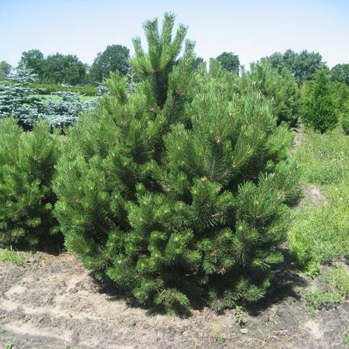 Сосна черная/Pinus nigra 80-100 С20