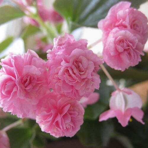 Бегония вечноцветущая Пасо Добль Дабл Кэнди Пинк/Begonia semperflorens Paso Doble Double Candy Pink