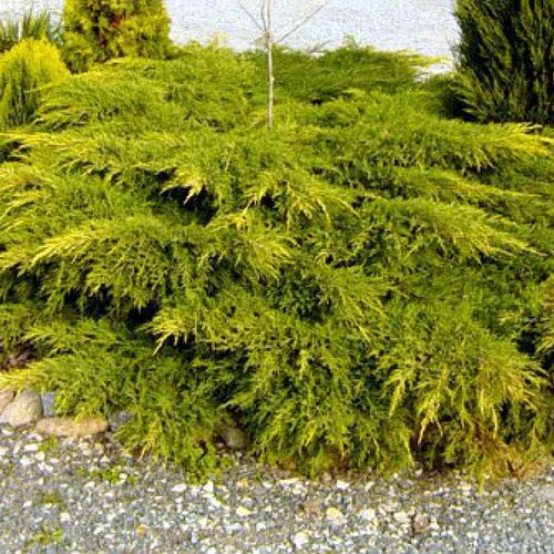 Можжевельник китайский Куривао Голд/Juniperus chinensis Kuriwao Gold 30-40 С5/С7,5