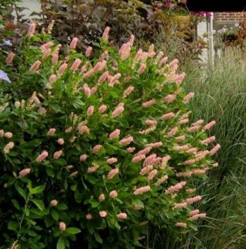 Клетра ольхолистная Пинк Спайр/Clethra alnifolia Pink Spire 30-40 С2
