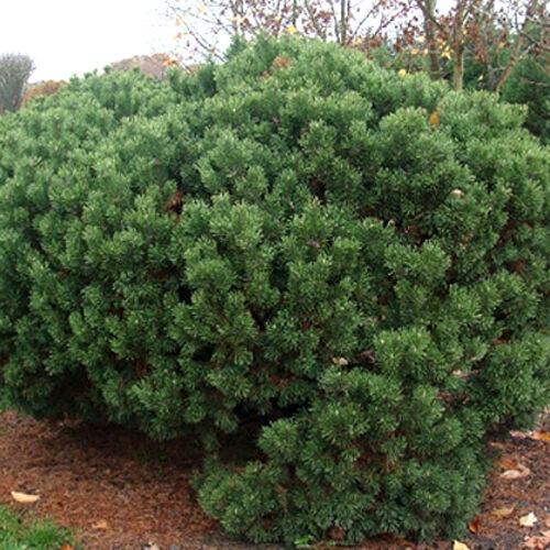 Сосна горная Мопс/Pinus mugo Mops 60-80 С10