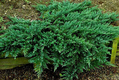 Можжевельник Саржента/Juniperus sargentii 80-90 C10