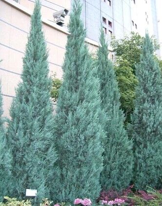 Можжевельник скальный Блю Хэвен/Juniperus scopulorum Blue Heaven 30-40 С2