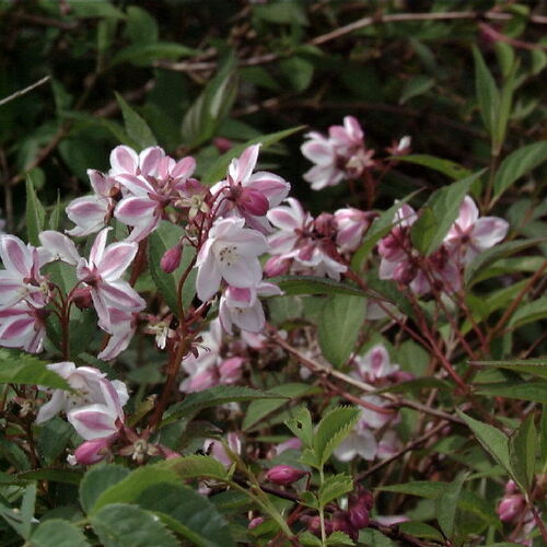Дейция пурпурная Калмифлора/Deutzia purpurascens Kalmiiflora 30-40 С2