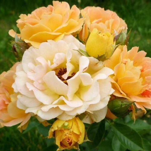 Роза почвопокровная Бесси/Bessy C6