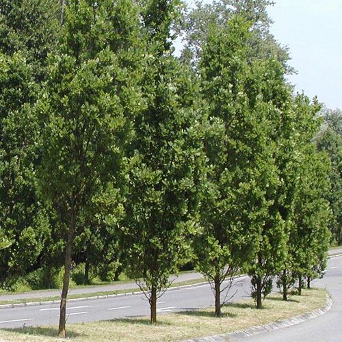Дуб черешчатый Фастигиата Костер/Quercus robur Fastigiata Koster 40-50 С7,5