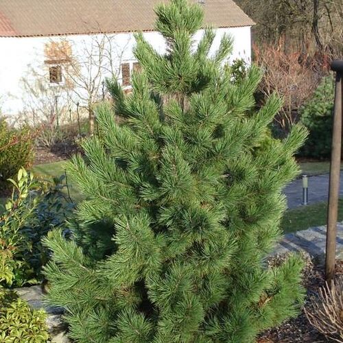 Сосна кедровая европейская Нана/Pinus cembra Nana 40-50 В