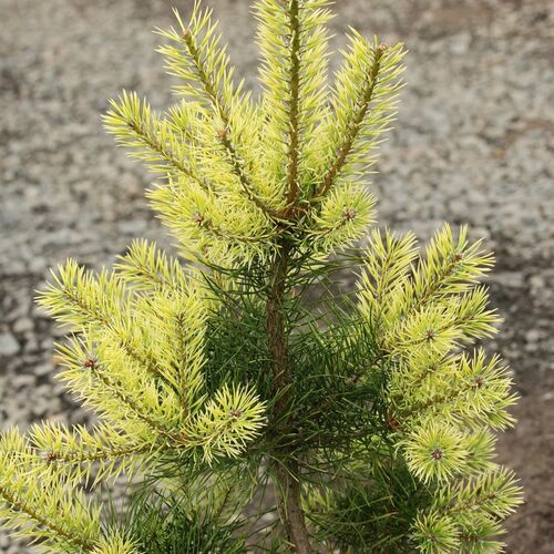 Сосна обыкновенная Брентмор Блонд/Pinus sylvestris Brentmoor Blonde 60-80 В (Верещак)