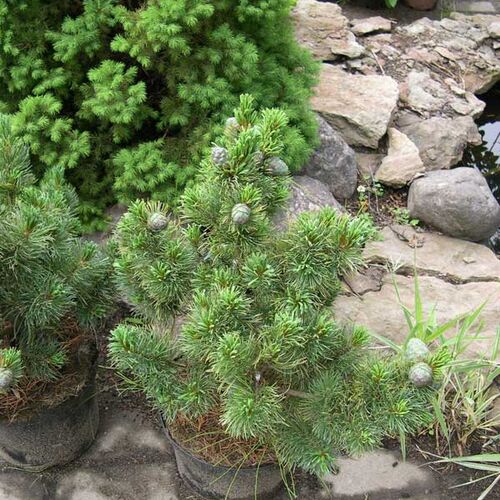 Сосна кедровая стланиковая Хлорокарпа/Pinus pumila Chlorocarpa 30-40 C3