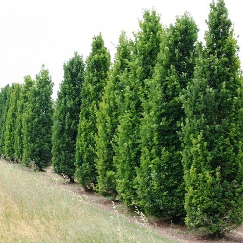 Дуб черешчатый Менхир/Quercus robur Menhir 40-50 С3