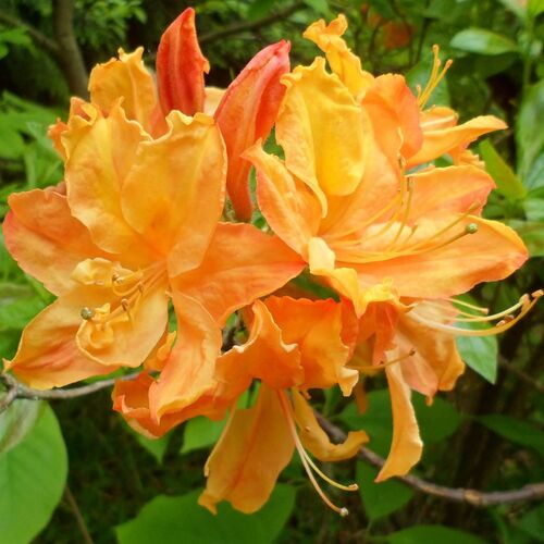 Рододендрон листопадный  Голден Лайтс/Rhododendron luteum Golden lights С10