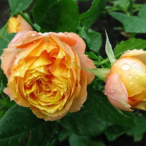 Роза миниатюрная Беби Романтика/Baby Romantica (Meilland)  C6