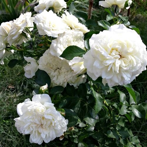 Роза полиантовая Уайт Морсдаг/White Morsdag С6