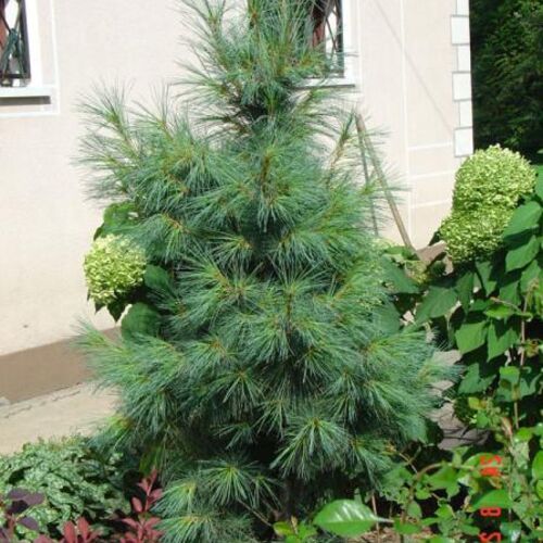 Сосна гималайская Денса Хилл/Pinus wallichiana Densa Hil 80-100 C5
