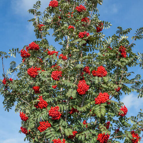 Рябина обыкновенная Шиервотер Сидлинг/Sorbus aucuparia Sheerwater Seedling 200-250 С15