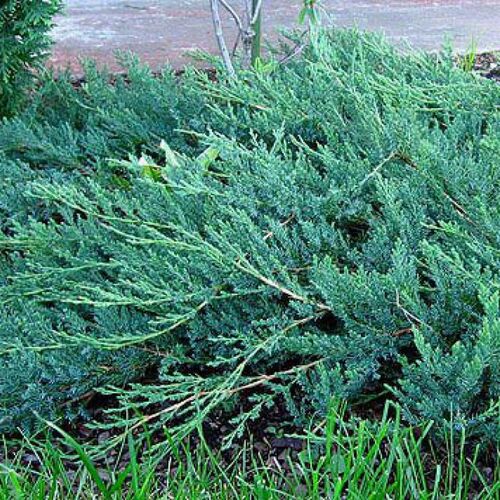 Можжевельник казацкий Глаука/Juniperus sabina Glauka 60-80 В