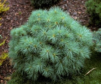 Сосна веймутова Си Урхин/Pinus strobus Sea Urchin 20-25 С4