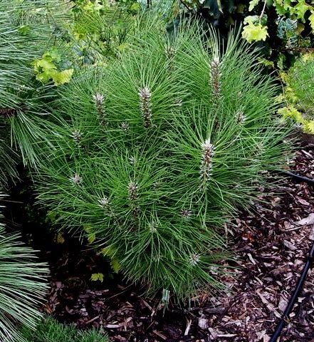 Сосна черная Ронделло/Pinus nigra Rondello 20-30 C3